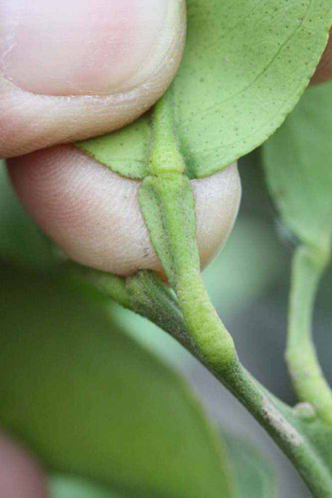              Petiole (Riverside, CA)       